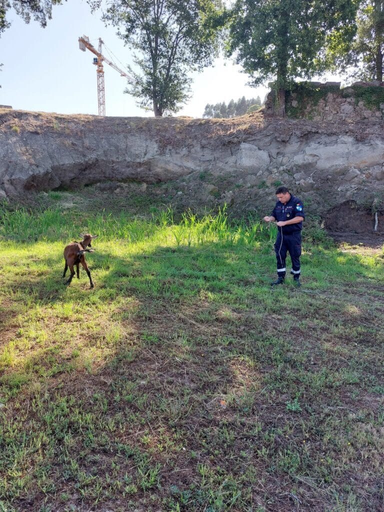 Braga: Bombeiros Sapadores foram salvar cão e acabam por resgatar também um bode em Ruães BS Braga