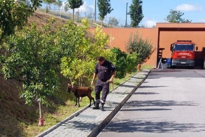 bombeiros sapadores de braga