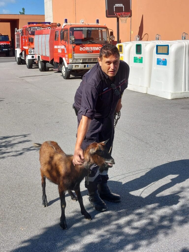 Braga: Bombeiros Sapadores foram salvar cão e acabam por resgatar também um bode em Ruães 364076803 666917405466810 7478204078844845539 n