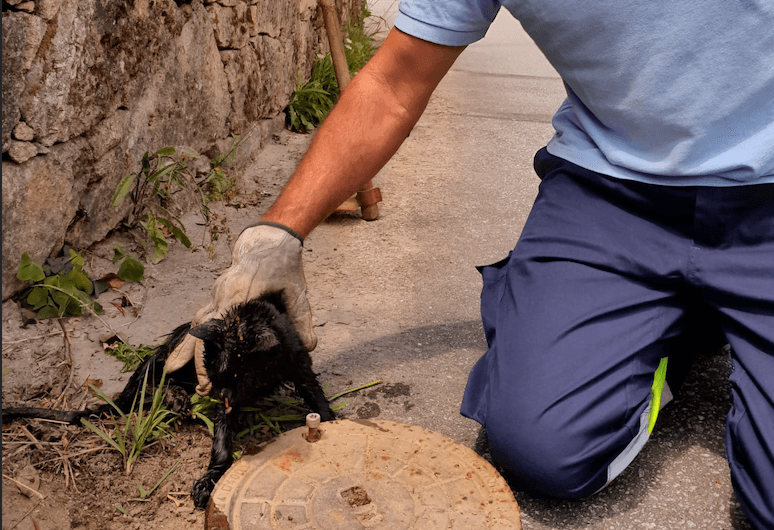 Ponte de Lima: Grande Oliveira. Funcionário da AdAM salvou gatinho de ramal de água gato