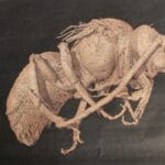 abelha mumia