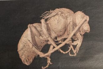 abelha mumia