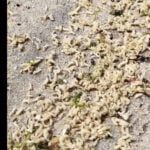 larvas apulia