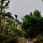 cabra monte concurso braga terrenos