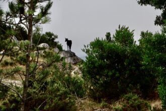 cabra monte concurso braga terrenos