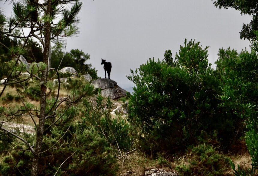 cabra monte concurso braga terrenos
