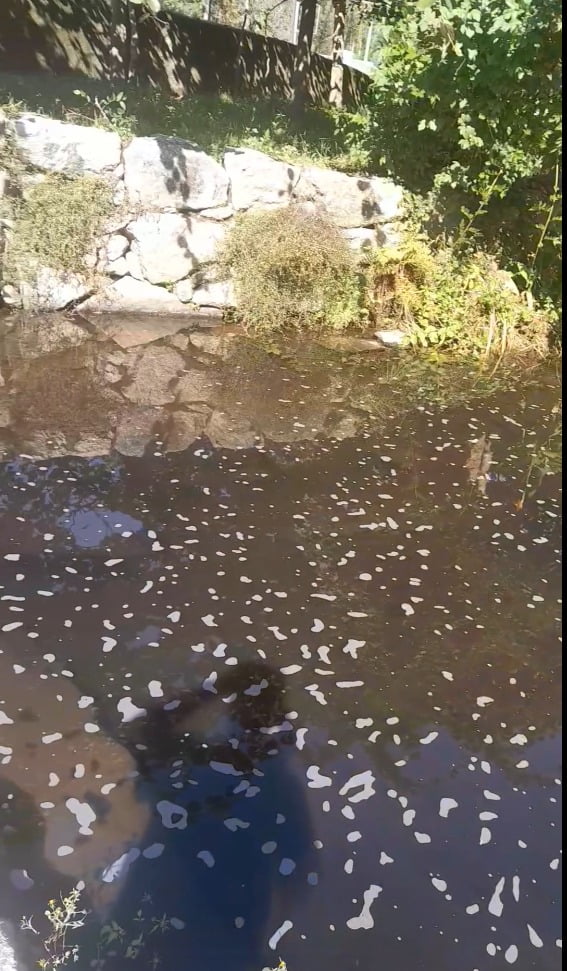 Barcelos: Ribeiro de São João em Barcelinhos com espuma poluicao barcelinhos 3