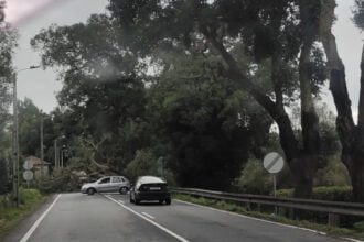 Queda arvore EN13 forjaes esposende ponte de lima