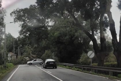 Queda arvore EN13 forjaes esposende ponte de lima