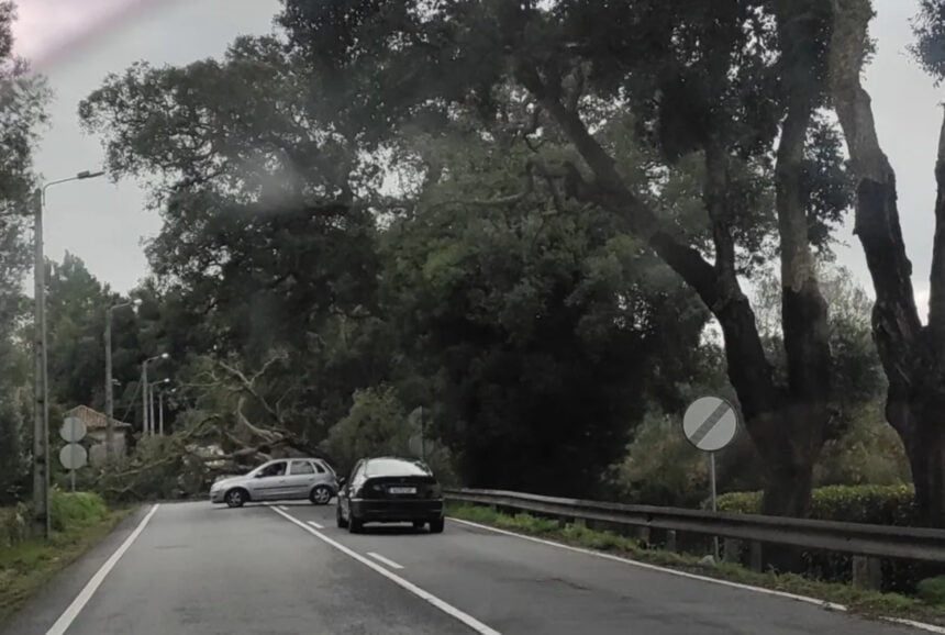 Queda arvore EN13 forjaes esposende ponte de lima