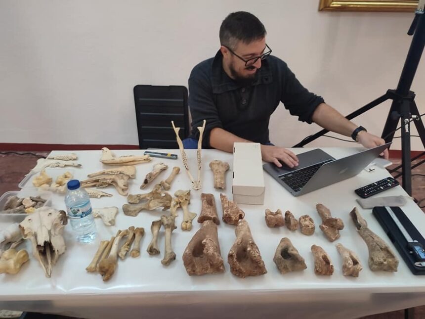 Braga: Zooarqueologia? Já este sábado no Museu D. Diogo de Sousa museu d diogo sousa zooarqueologia