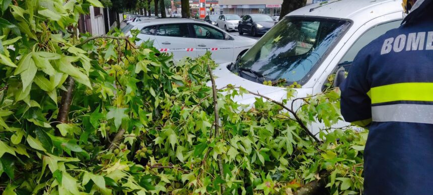Mau tempo: Queda de árvore em Ferreiros provoca danos em carros WhatsApp Image 2023 10 17 at 09.56.21