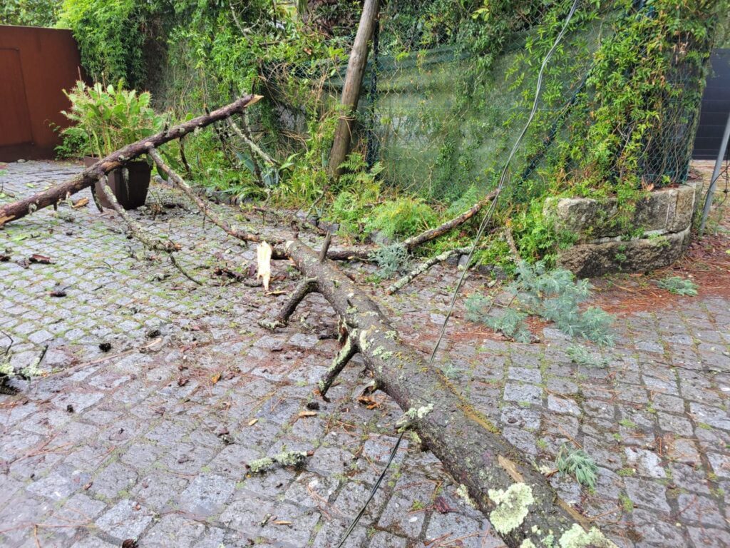 Esposende: Árvore cai na rua dos Pinheiros em Ofir e arrasta iluminação pública queda arvore ofir