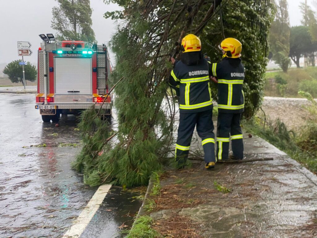 Esposende: Queda de árvore junto à SolidAL Queda arvore solidal