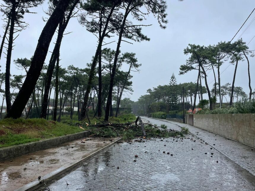 Minho: Mau tempo provoca algumas inundações e quedas de árvore em Esposende e Viana queda de árvore esposende