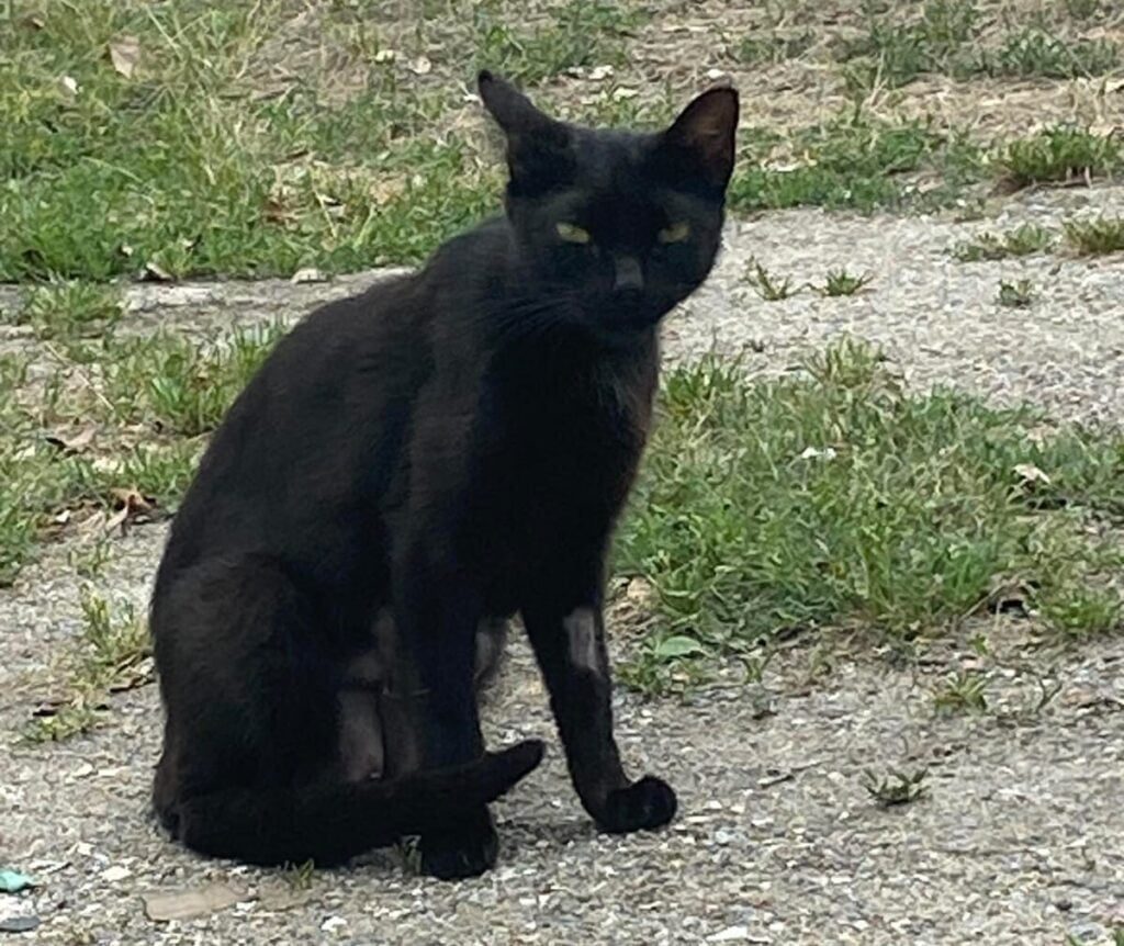 gata ANIESP