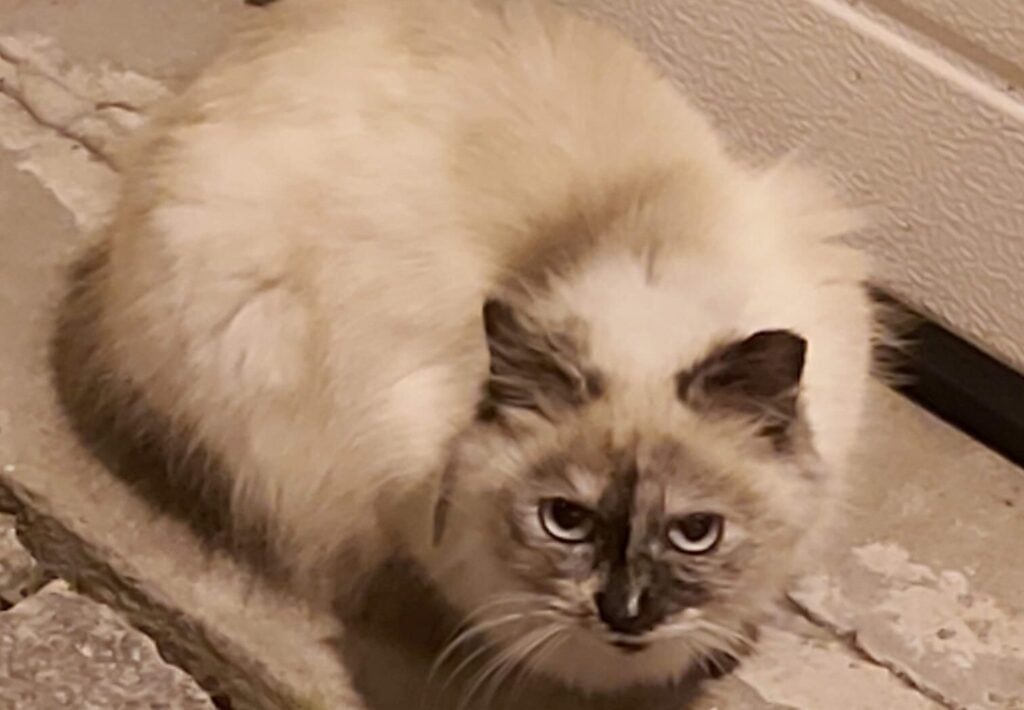 gata ANIESP