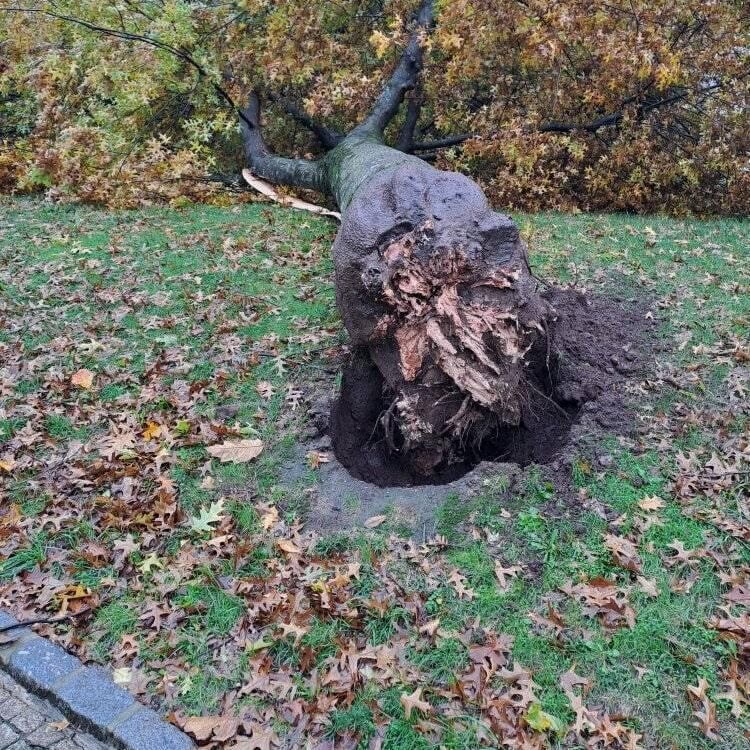 Barcelos: Árvore caiu no Campo 25 de abril e danificou várias viaturas queda de arvore barcelos