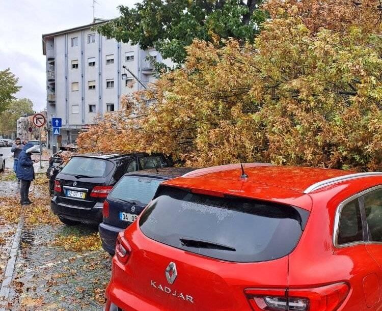Barcelos: Árvore caiu no Campo 25 de abril e danificou várias viaturas IMG 3993 2 e1698942506972