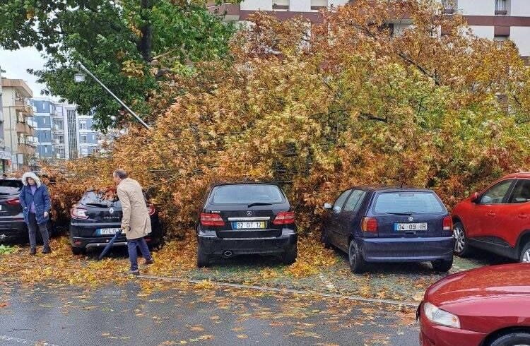 Barcelos: Árvore caiu no Campo 25 de abril e danificou várias viaturas IMG 3995 2 e1698942563235
