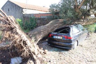 carro atingido por árvore em Apulia criaz