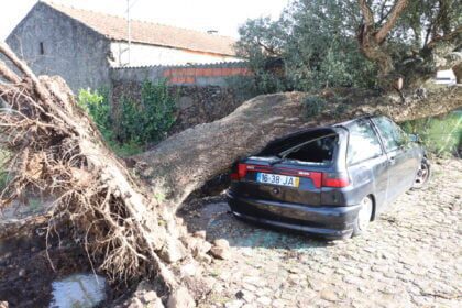 carro atingido por árvore em Apulia criaz