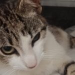 gata ANIESP