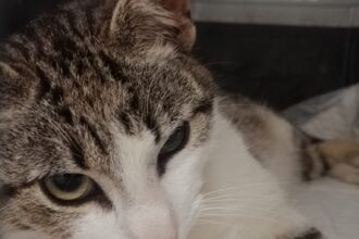gata ANIESP