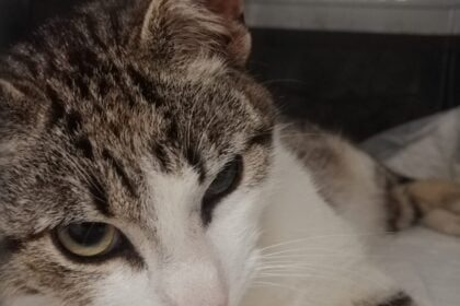 gata ANIESP