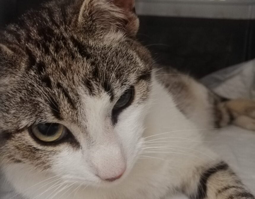 gata ANIESP