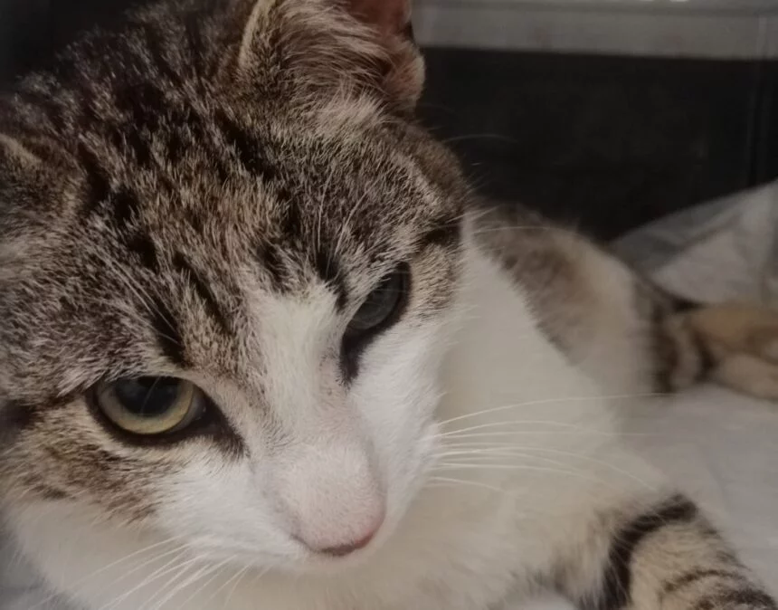 gata ANIESP