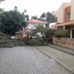 arvore cai em palmeira esposende