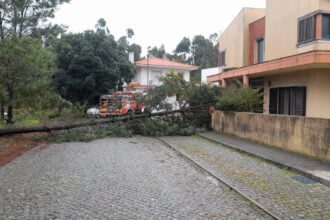 arvore cai em palmeira esposende