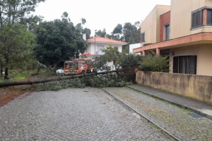 arvore cai em palmeira esposende