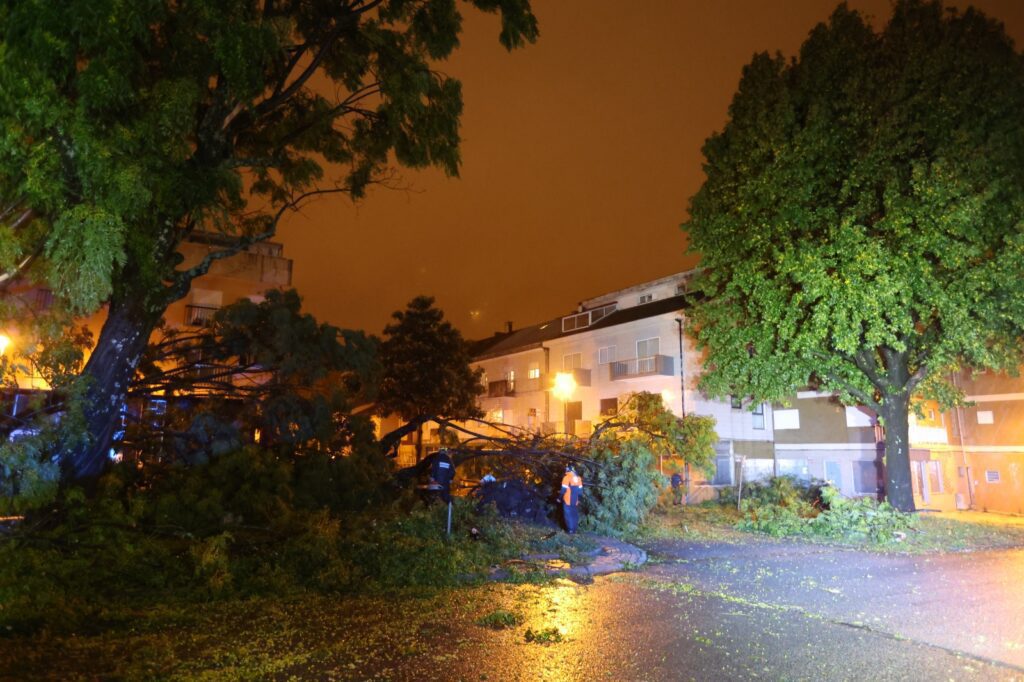 queda arvore braga