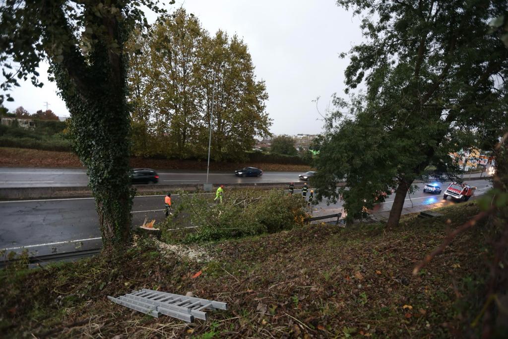 Braga: Árvore cai para a Circular junto ao túnel da Estação queda arvore