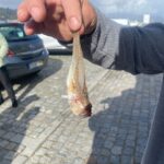 peixe aranha viana do castelo