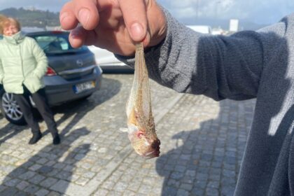 peixe aranha viana do castelo