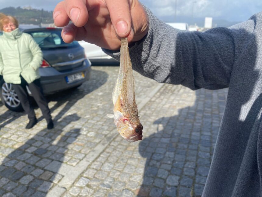 peixe aranha viana do castelo