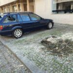 arvore cai em carro
