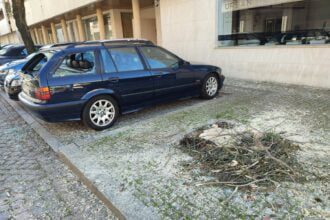 arvore cai em carro