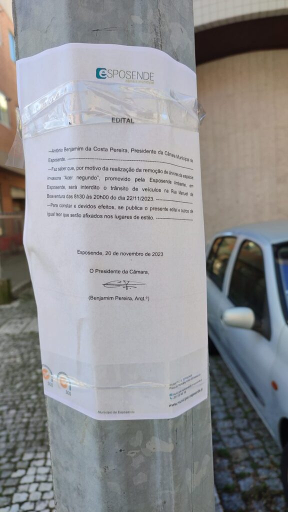 Esposende: Corte de árvore corre mal e atinge carro WhatsApp Image 2023 11 22 at 11.14.03 1