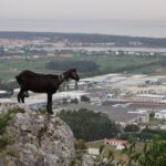 cabra esposende monte faro