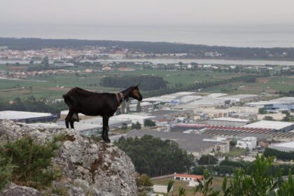 cabra esposende monte faro