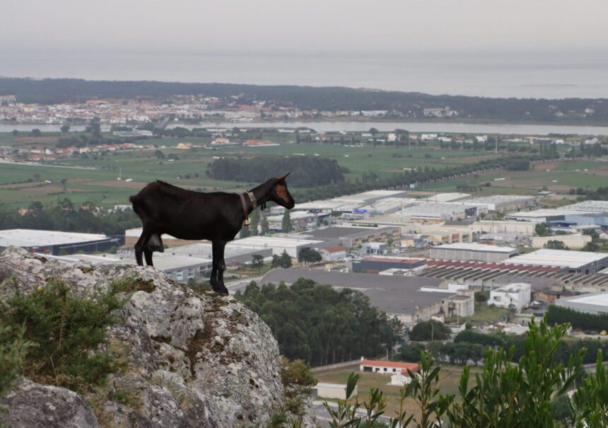 cabra esposende monte faro