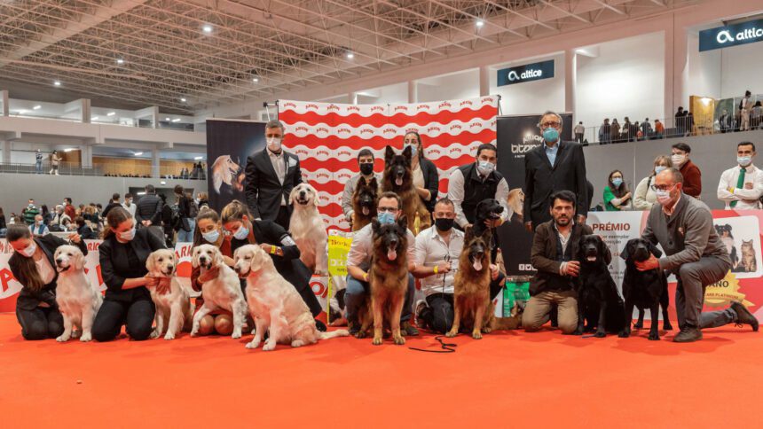 Braga: Gosta de cães e gatos? Conheça aqui o programa da "Expo Animal" no Fórum Altice expo animal