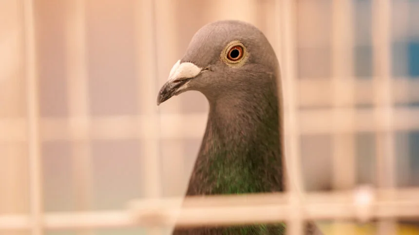 pombos