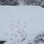 pegadas de lobo