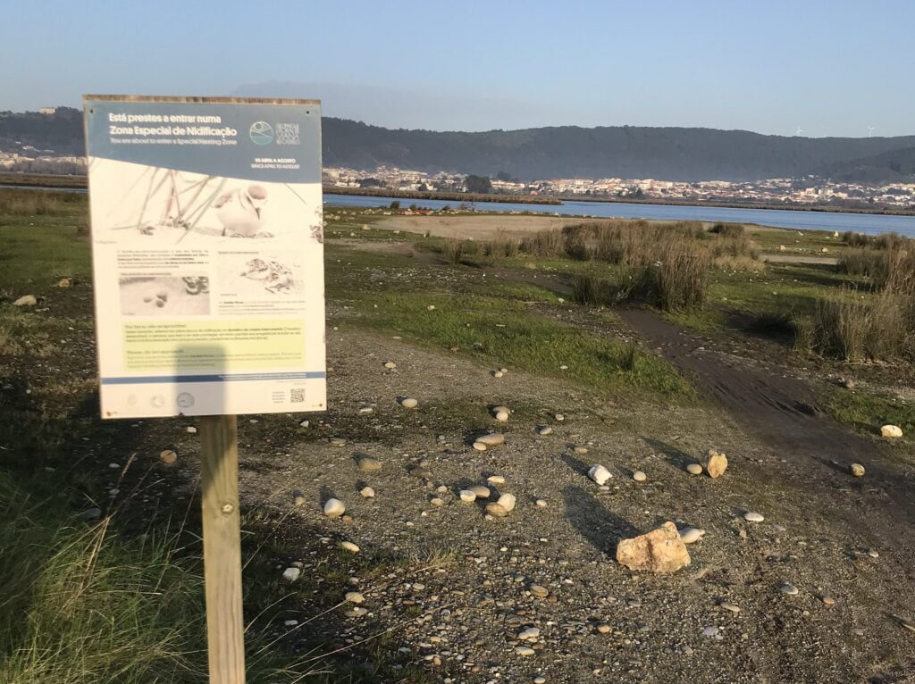 nidificação de ninhos borrelho viana