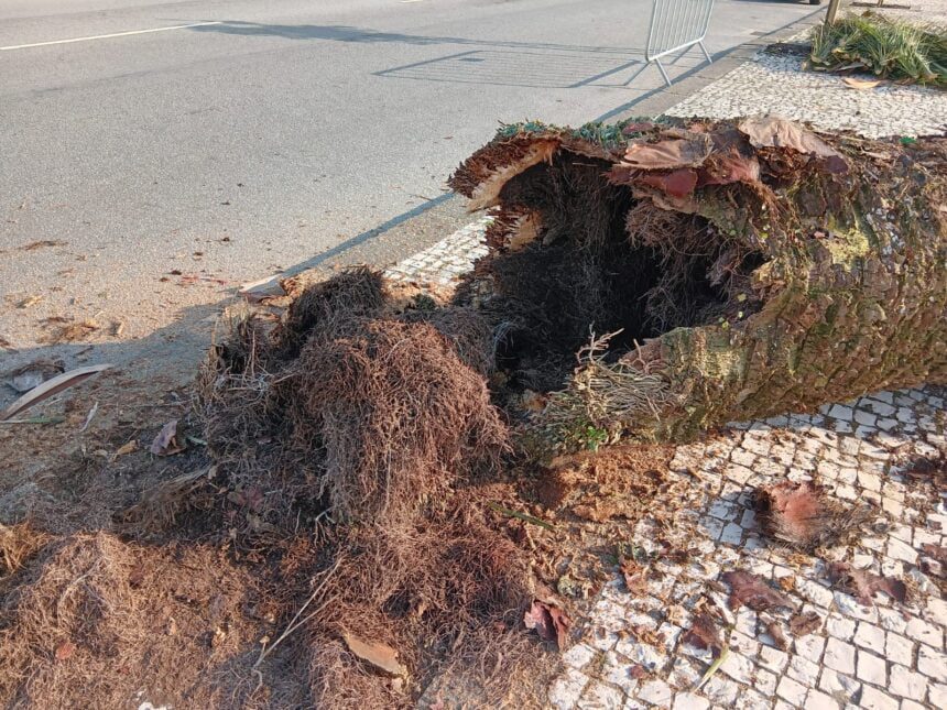 Esposende: Operação "Substituição de Árvores" continua para garantir "sustentabilidade" arvores esposende